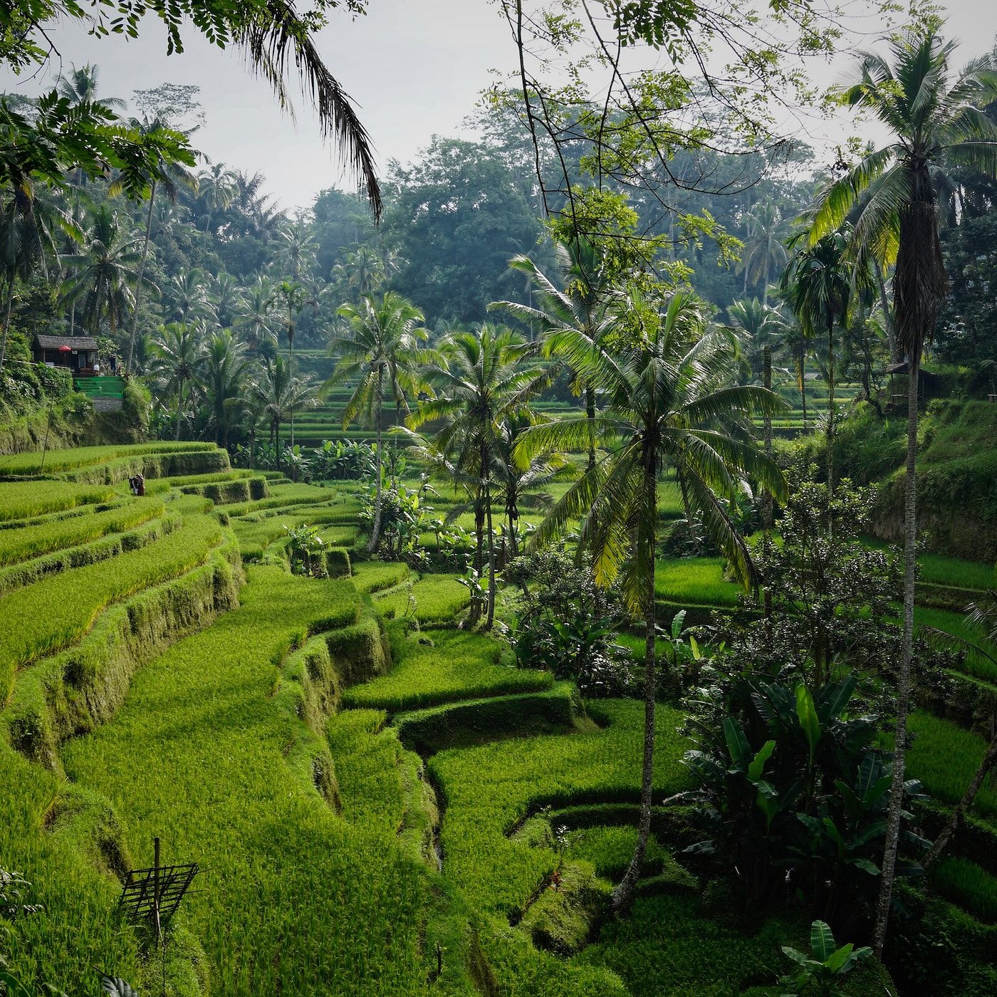 Ubud